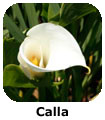 Calla